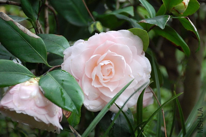 DSC_31420270.JPG