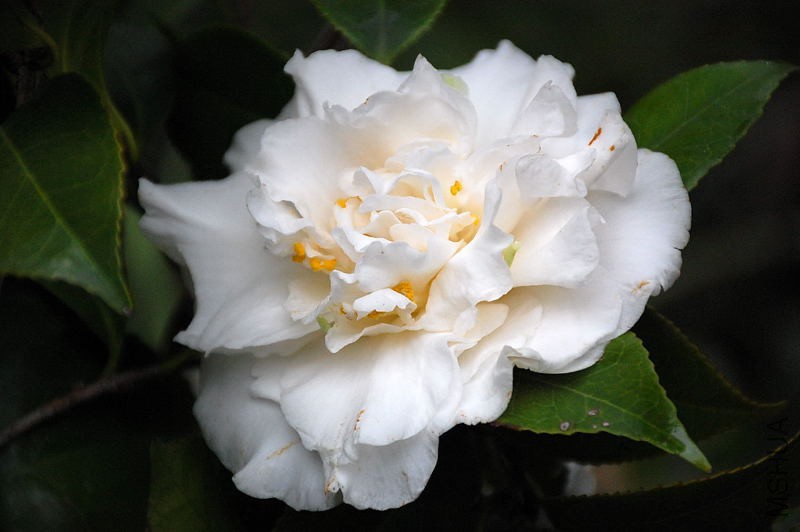 DSC_30160144.JPG