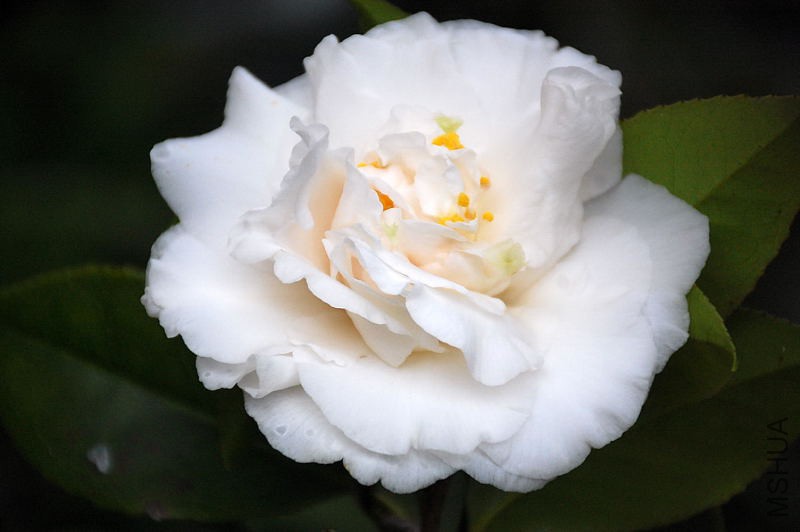 DSC_30060134.JPG