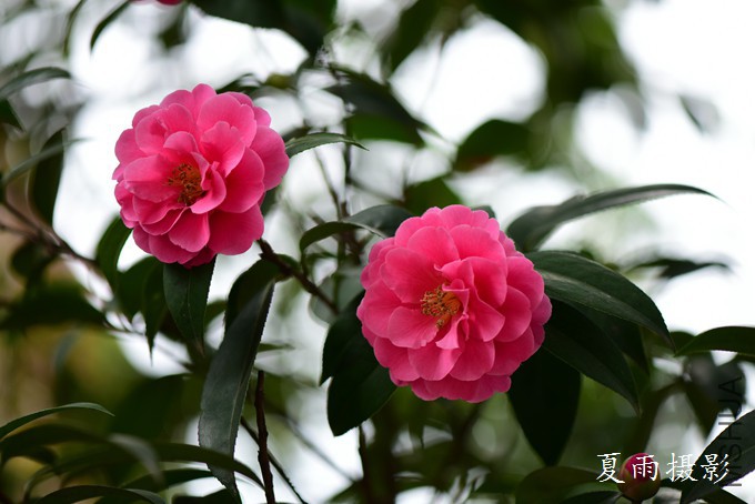DSC_2382.jpg