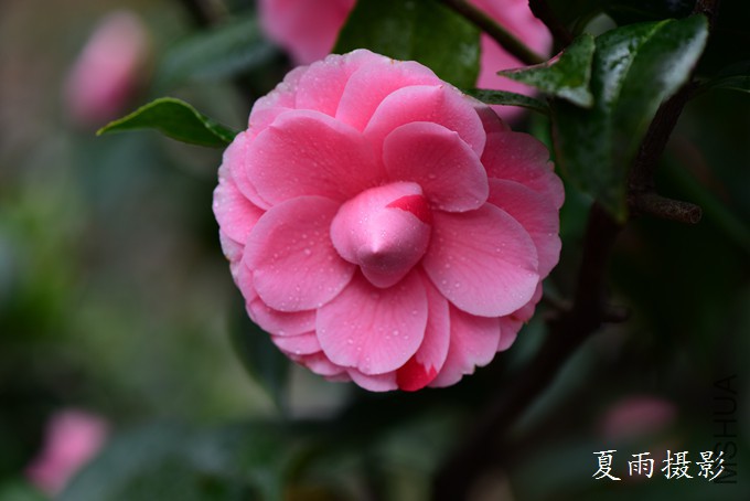 DSC_2365.jpg