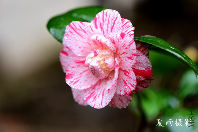 DSC_2295.jpg