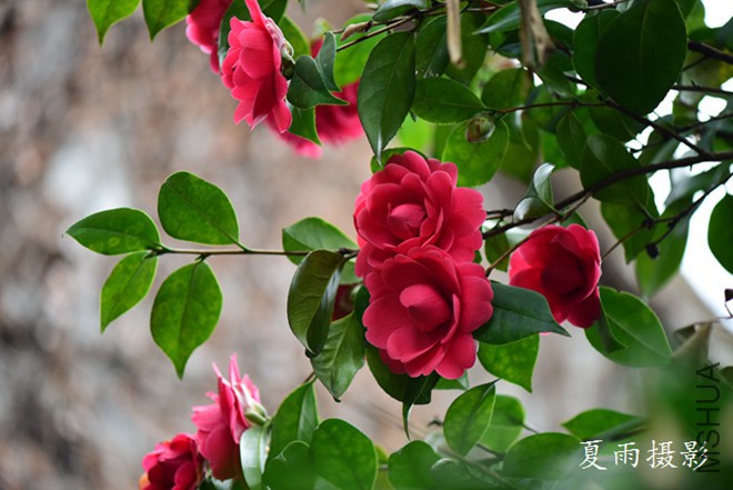 DSC_2398.jpg