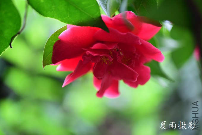 DSC_2407.jpg