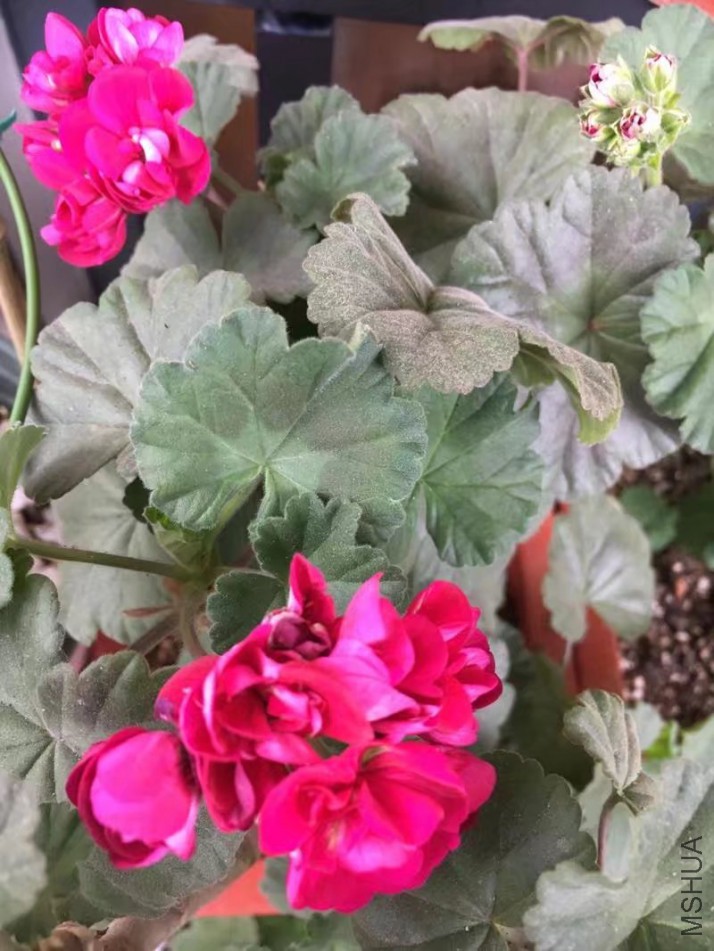 ����ö�죬�ұȽ�ϲ����ɫ���װ�