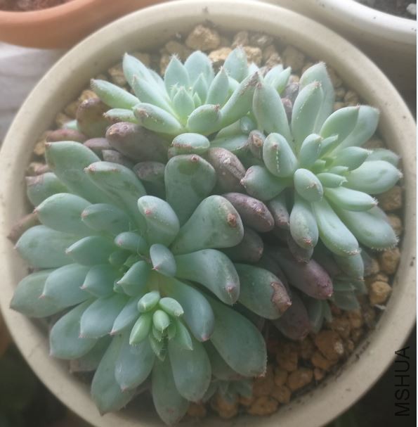 ��С��