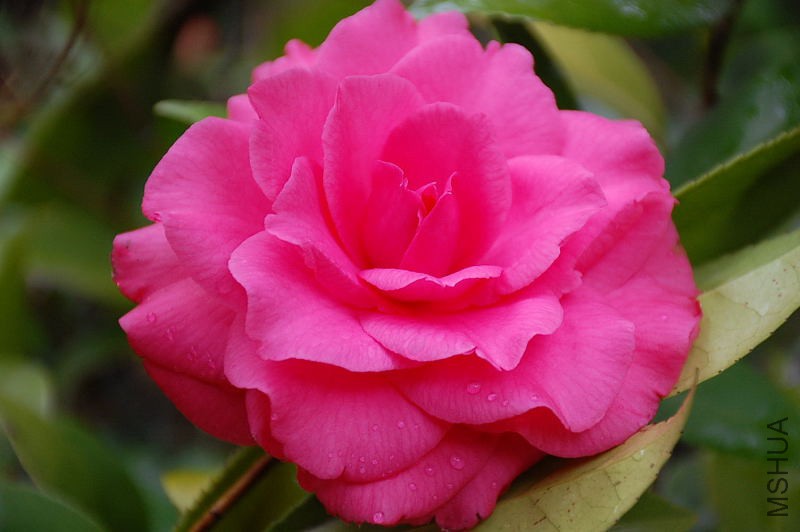 DSC_35310027.JPG
