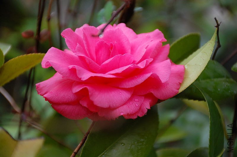 DSC_35260022.JPG