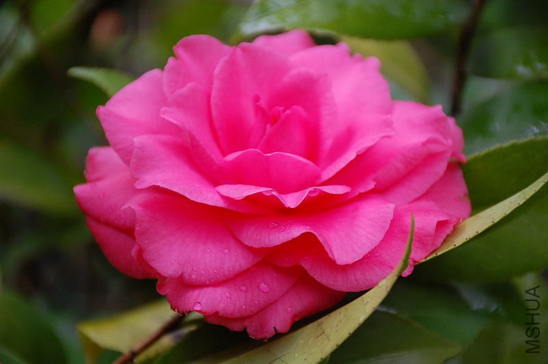 DSC_35300026.JPG