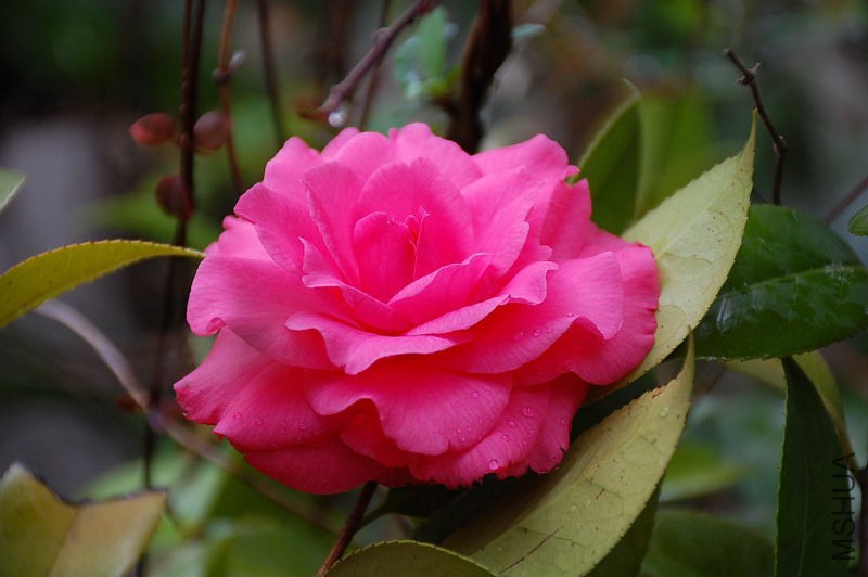 DSC_35390035.JPG