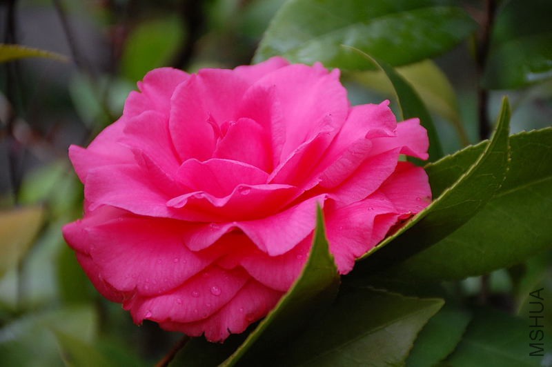 DSC_35340030.JPG