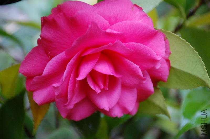 DSC_35530049.JPG