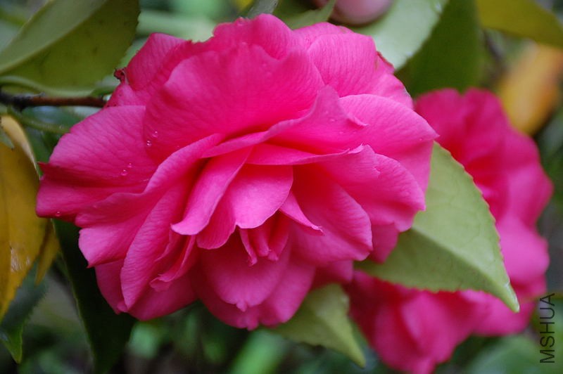 DSC_35470043.JPG