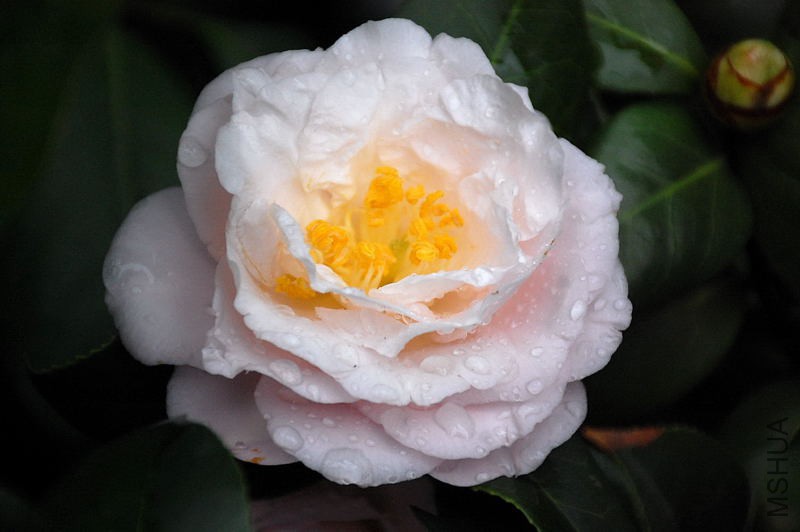 DSC_37110207.JPG