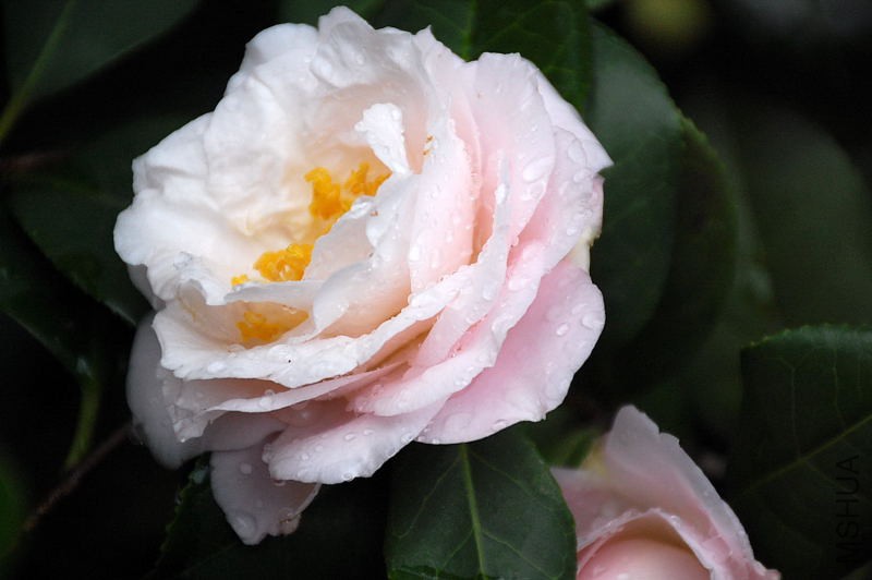 DSC_37120208.JPG