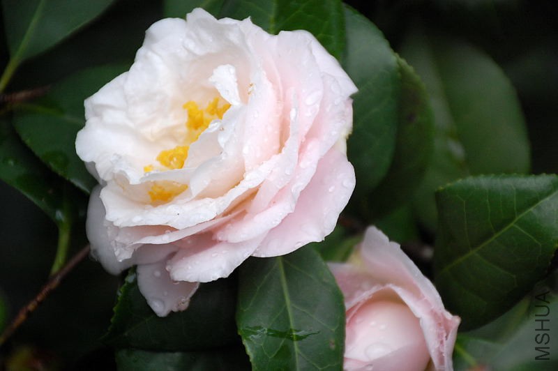 DSC_37140210.JPG