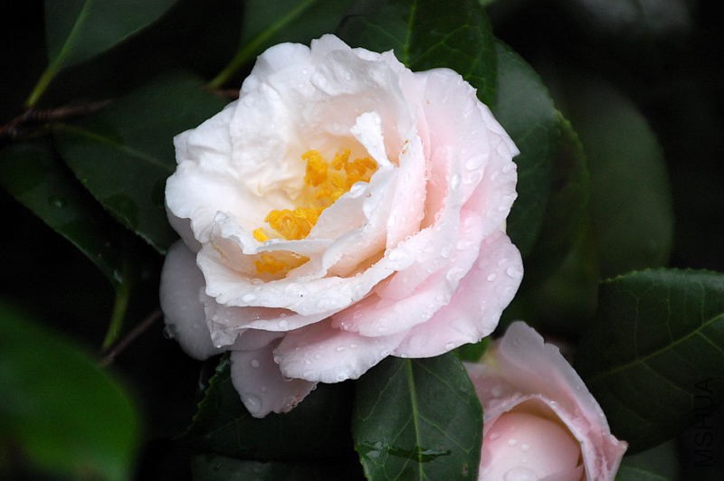 DSC_37220218.JPG