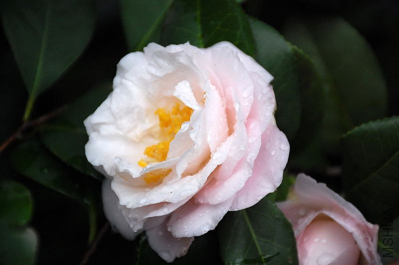 DSC_37270223.JPG