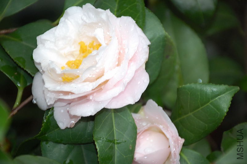 DSC_37210217.JPG
