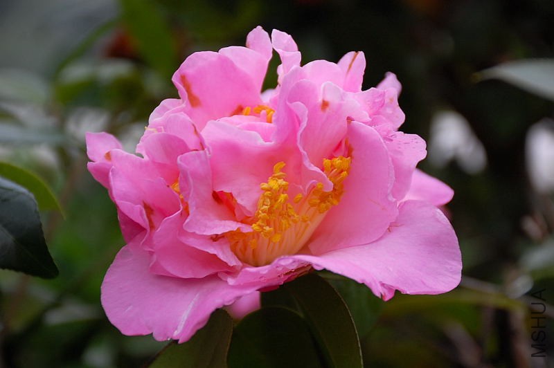 DSC_36000096.JPG