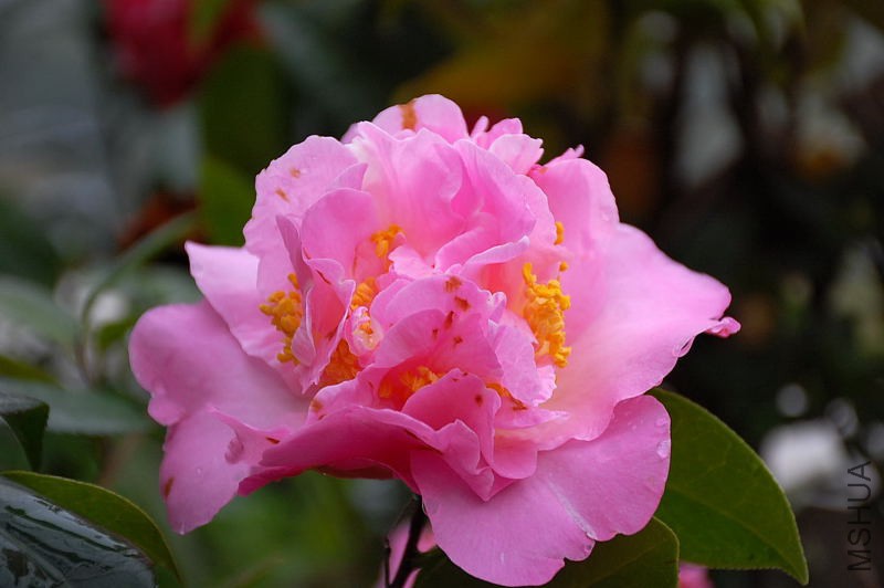 DSC_35970093.JPG