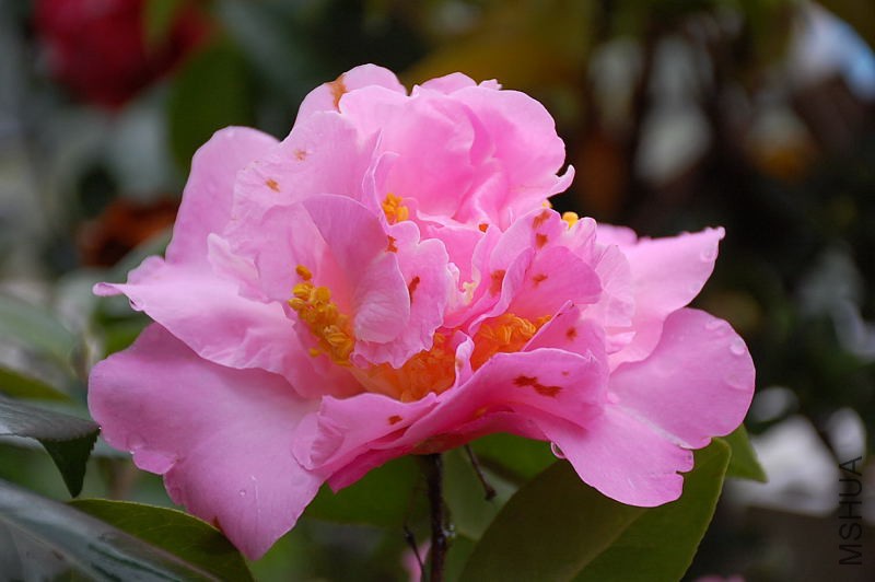 DSC_36100106.JPG