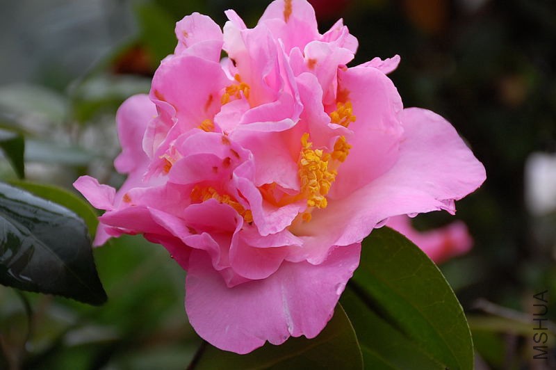 DSC_36050101.JPG