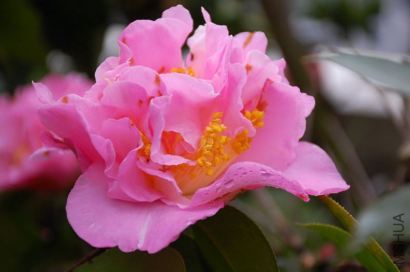 DSC_36140110.JPG