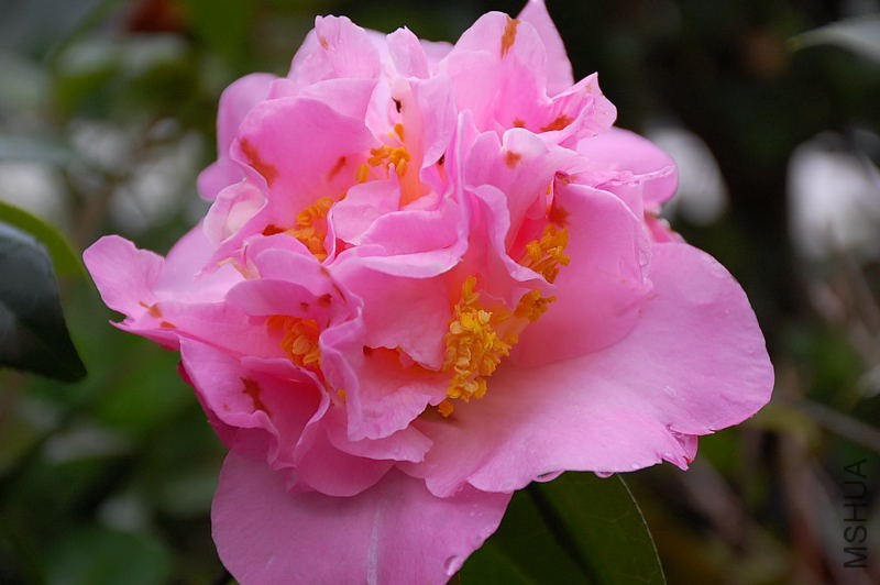 DSC_36040100.JPG