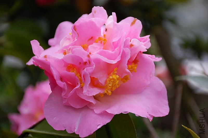 DSC_36110107.JPG