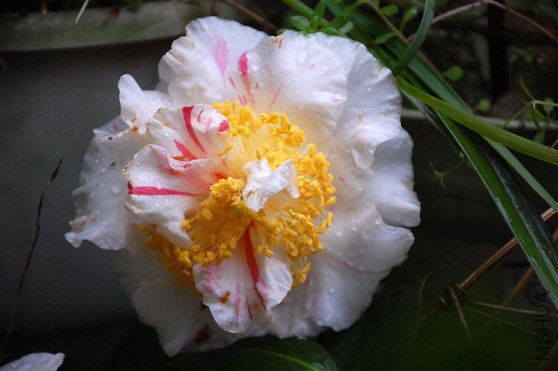 DSC_37730269.JPG