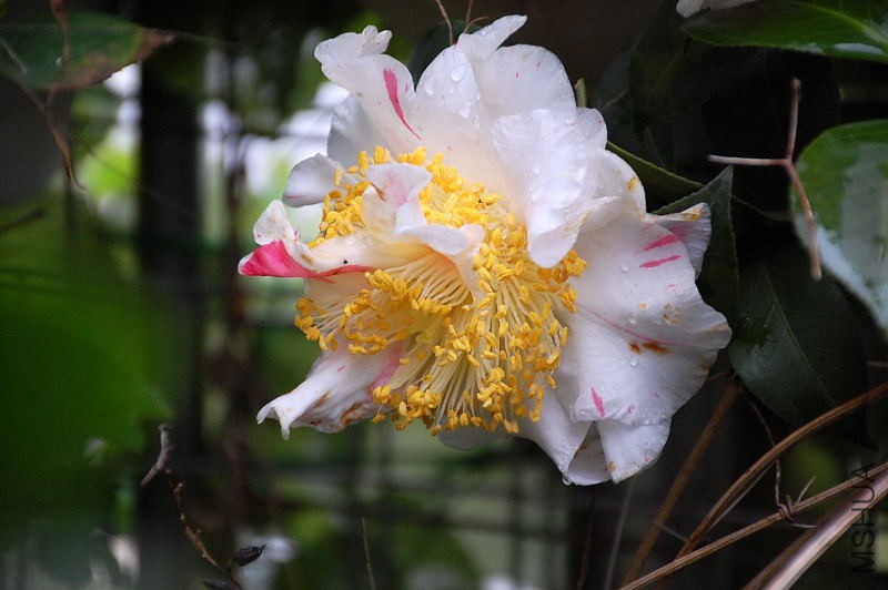 DSC_37720268.JPG