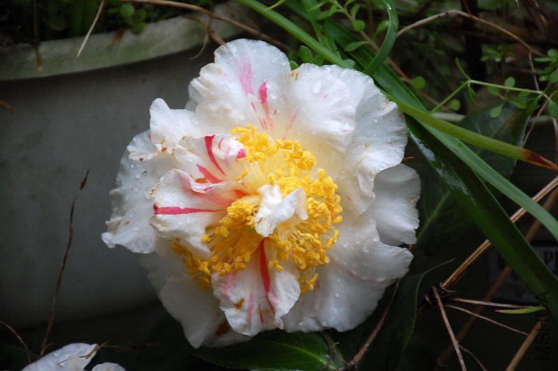 DSC_37430239.JPG