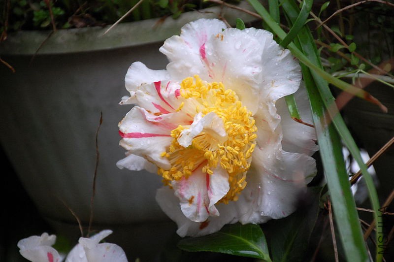 DSC_37630259.JPG