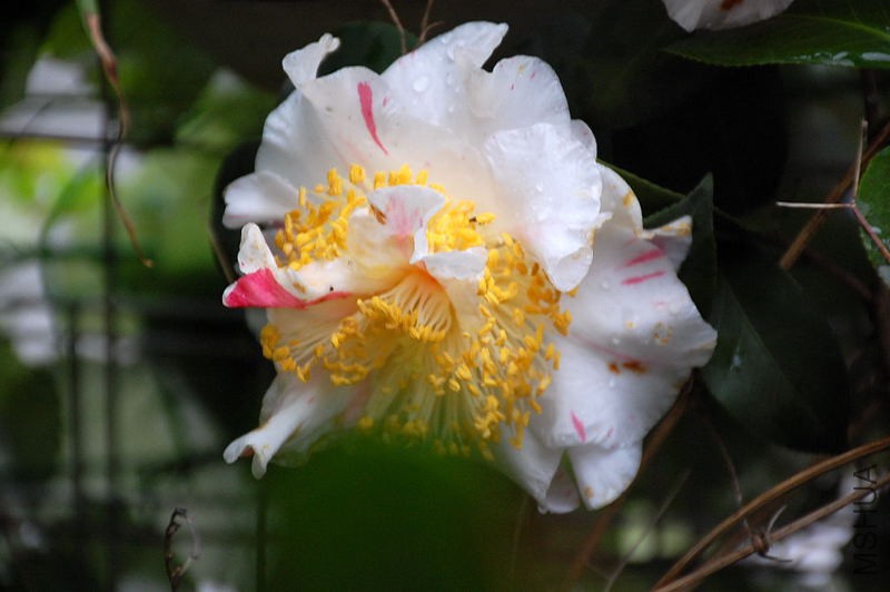 DSC_37490245.JPG