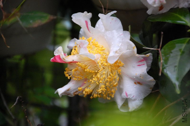 DSC_37600256.JPG
