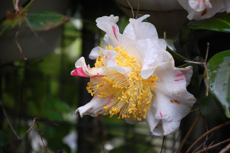 DSC_37610257.JPG