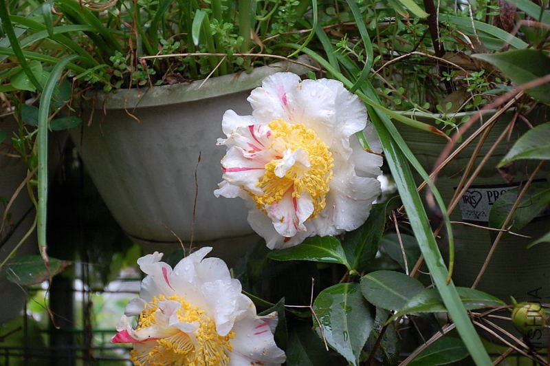 DSC_37550251.JPG