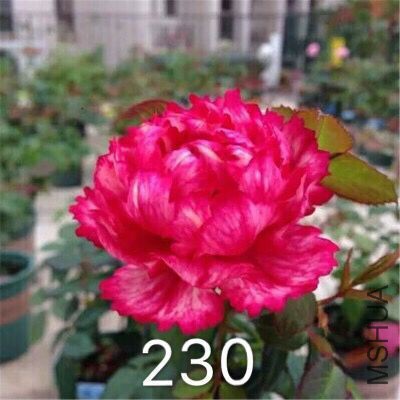 230��ͼ.jpg