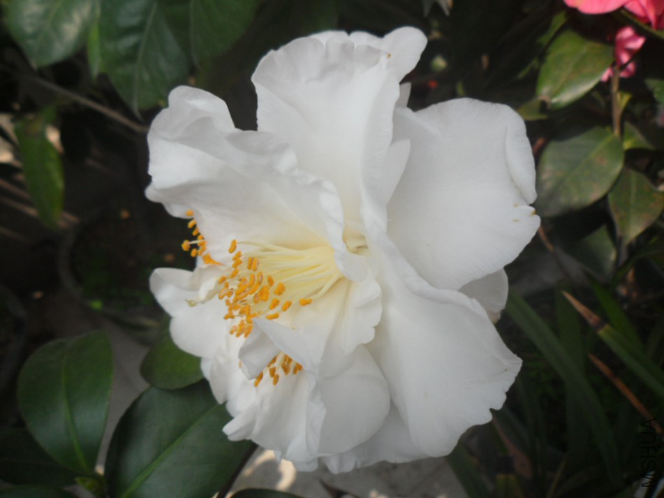 SAM_5902.JPG