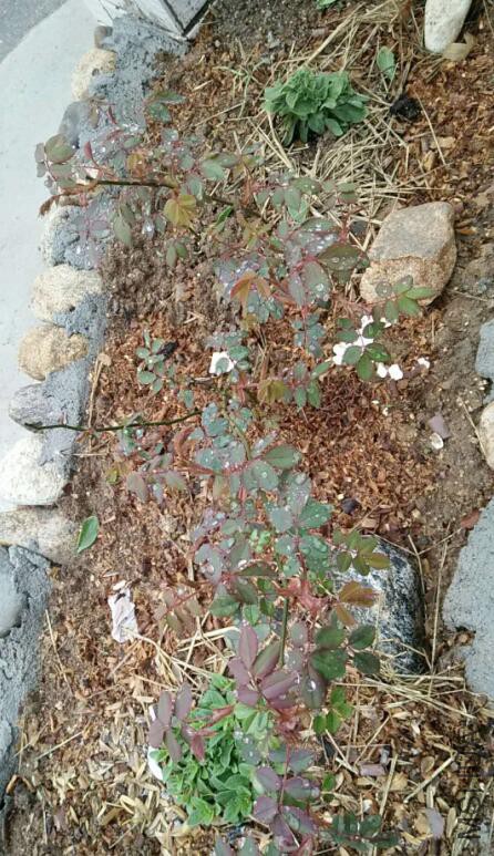 QQ��ͼ20180322165837 s.jpg