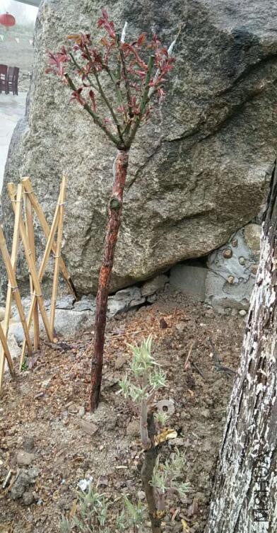 QQ��ͼ20180322165926 s.jpg