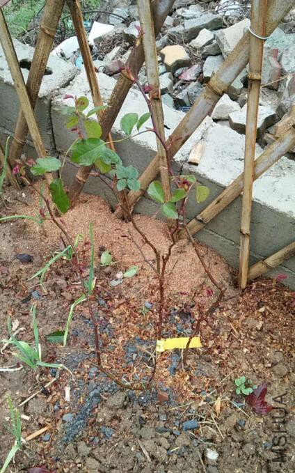 QQ��ͼ20180322170008 s.jpg