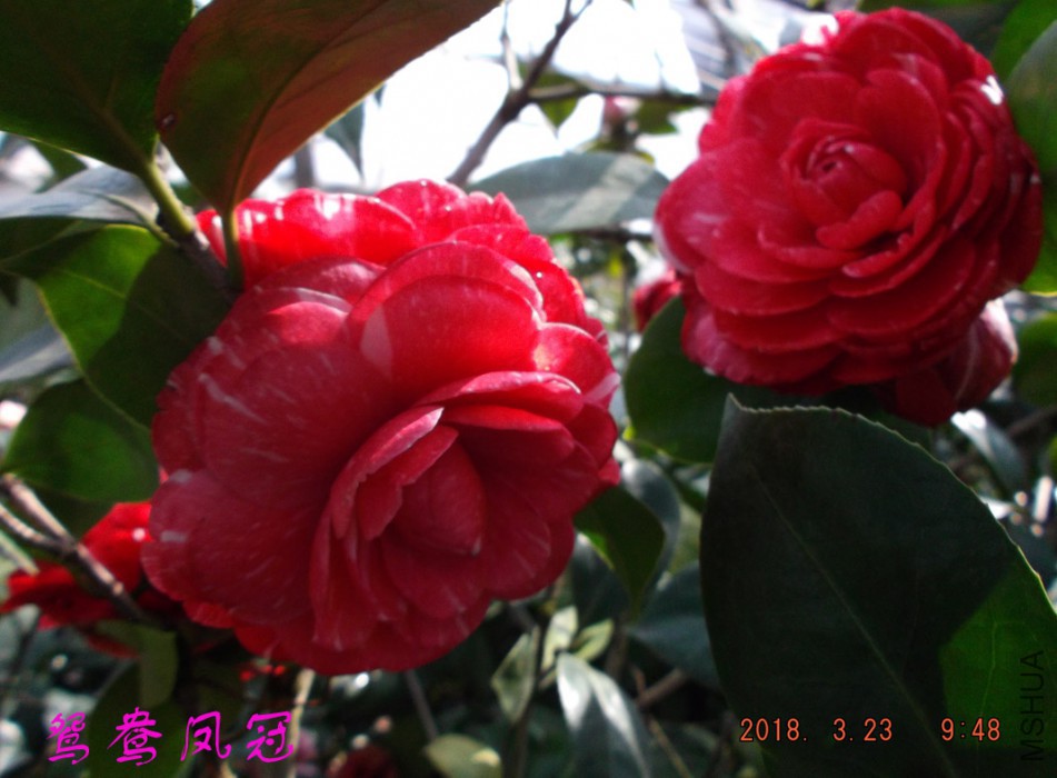 2018-3-23 017����.jpg
