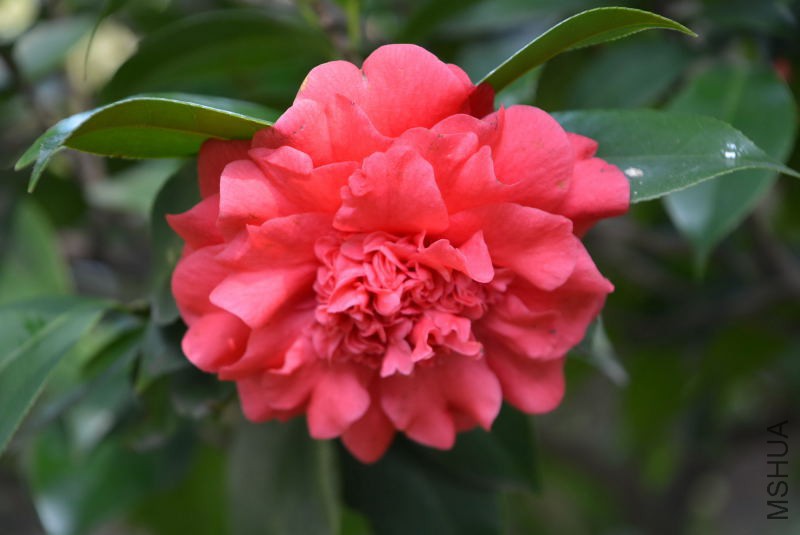 DSC_82640538.JPG