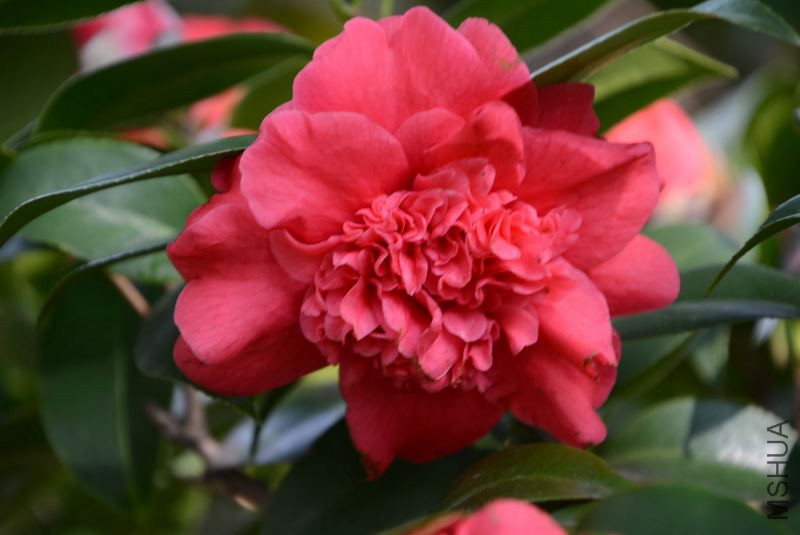 DSC_82550529.JPG