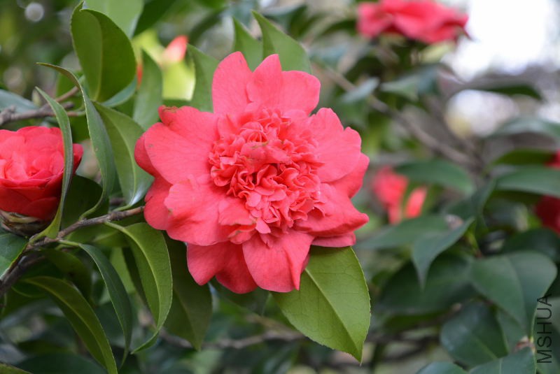DSC_82770551.JPG