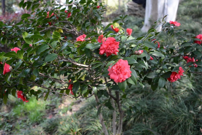 DSC_82560530.JPG