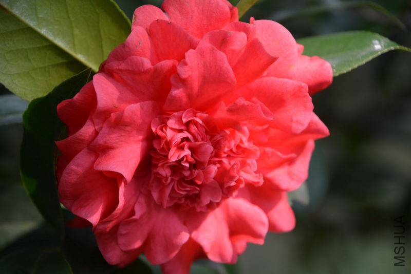 DSC_82850559.JPG