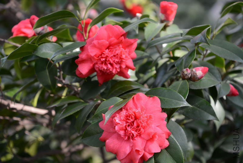 DSC_82510525.JPG